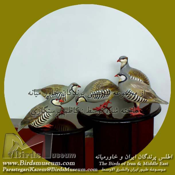 کبک کبک